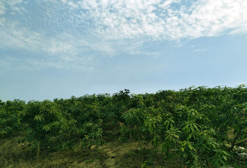 愛普豐澤晟華：為農(nóng)服務(wù)，我們是快樂的